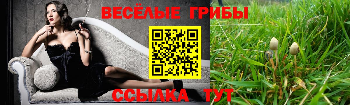 Псилоцибиновые грибы Psilocybe Новочебоксарск